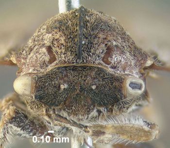 Media type: image;   Entomology 619030 Aspect: head frontal view